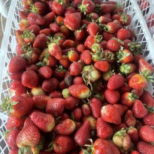 Frutillas de descarte en caja para procesamiento