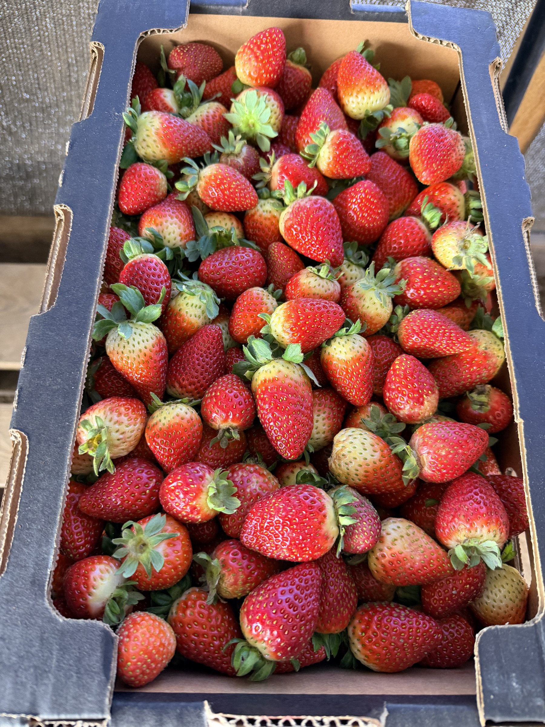 Caja de frutillas Segunda de distintos tamaños