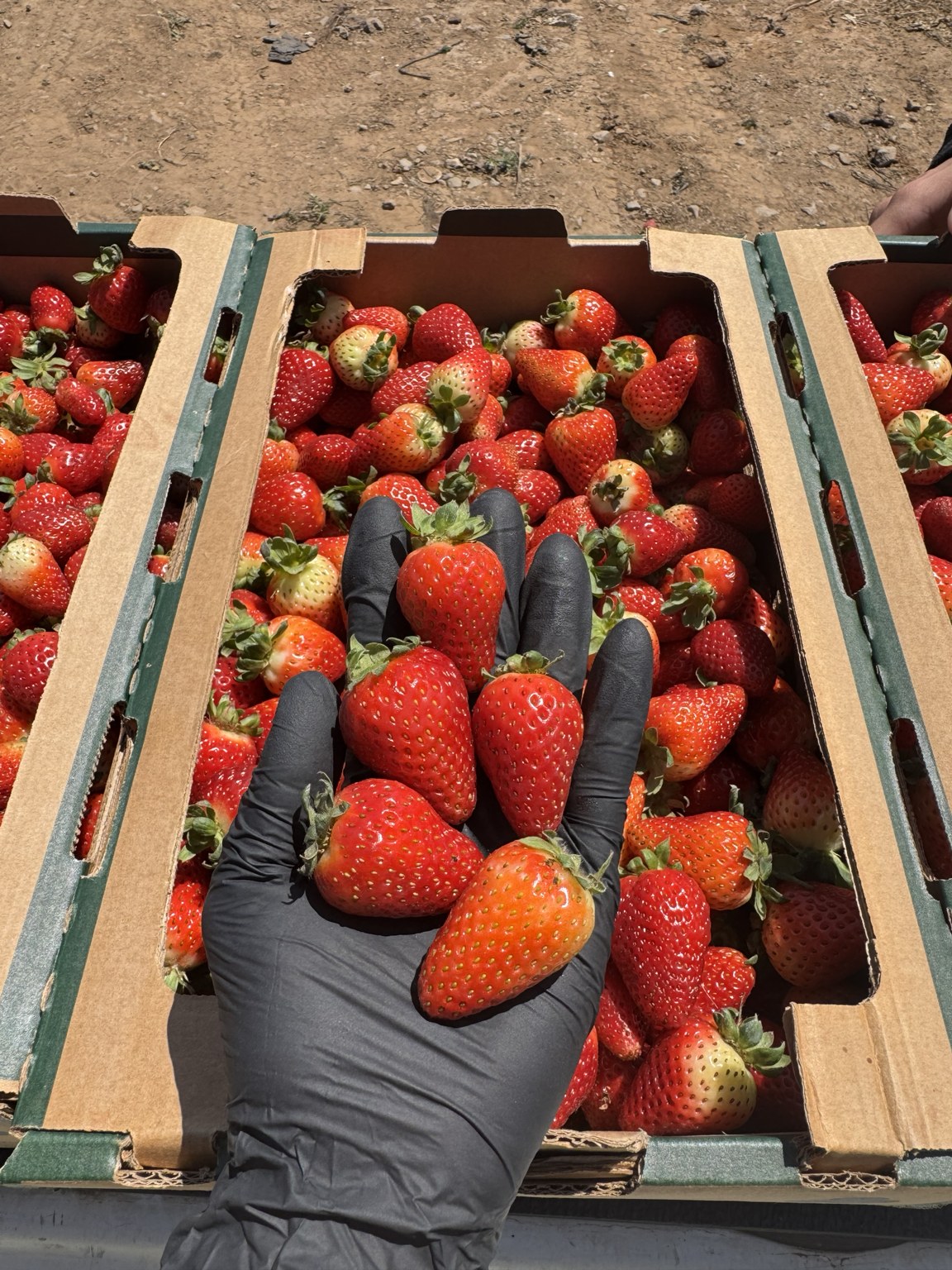 Selección manual de frutillas Segunda en cajas