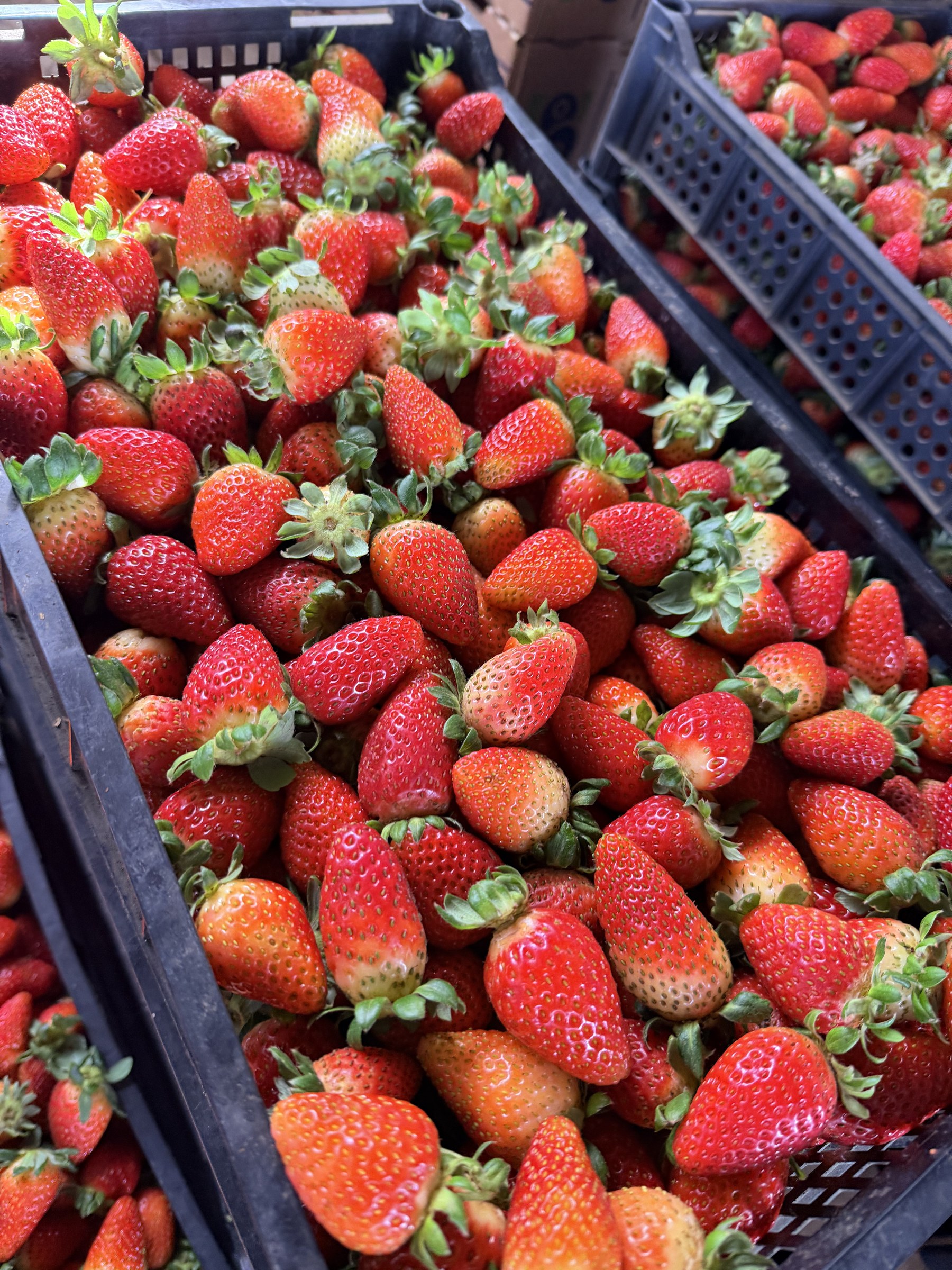 Frutillas Segunda recién cosechadas en bandejas
