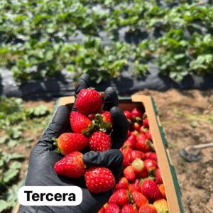 Selección de frutillas Tercera recién cosechadas