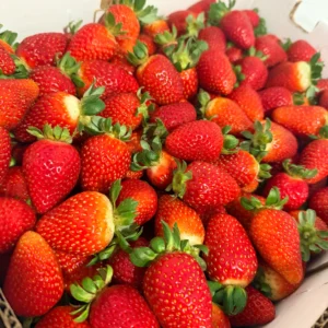Frutilla Primera de Agro Vallebal en caja de 5 kg