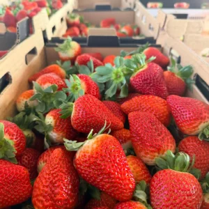 Frutillas Jumbo Agro Vallebal en cajas
